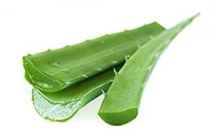 Organic Aloe Vera Leaves, for Gel, Juice, Soap, Feature : Easy To Grow, Good Quality, Nice Aroma