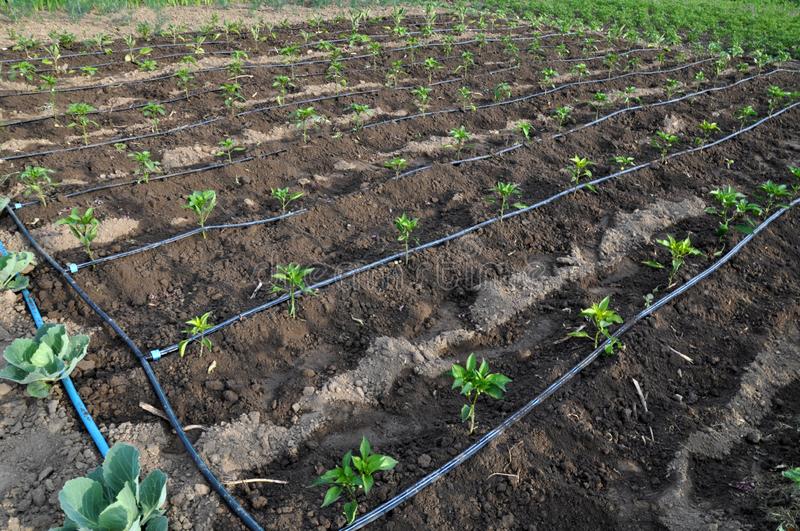 Drip Irrigation System at best price in Rudrapur Uttarakhand from Ideal