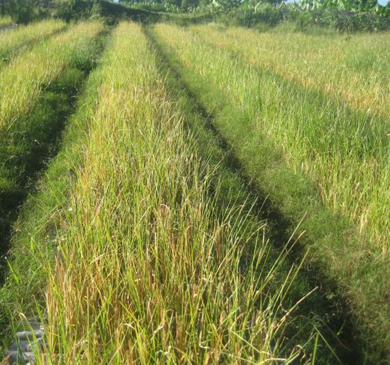 Vetiver Grass