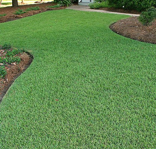 Zoysia Grass, for Lawn Purpose, Style : Artificial