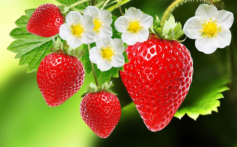 Natural Fresh Strawberry, for Human Consumption, Packaging Type : Net Bag