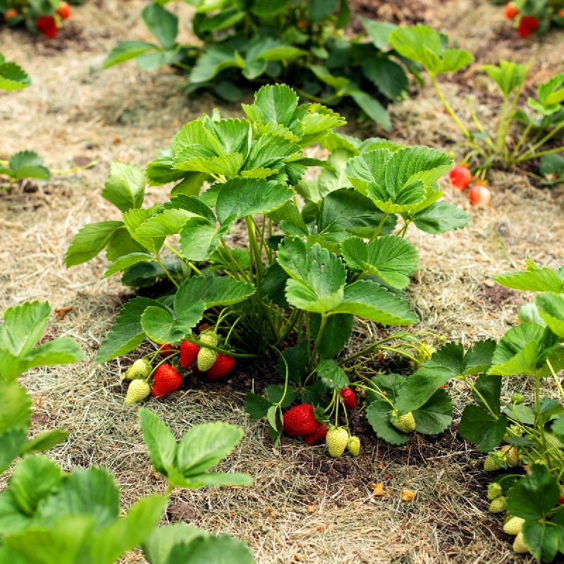 Natural Strawberry Plant, for Agriculture, Feature : Free Insect