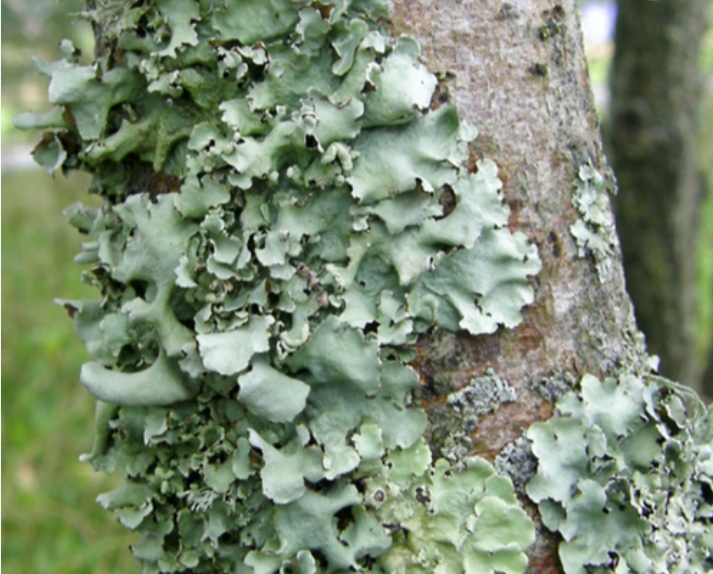 Kalpasi medicinal herb