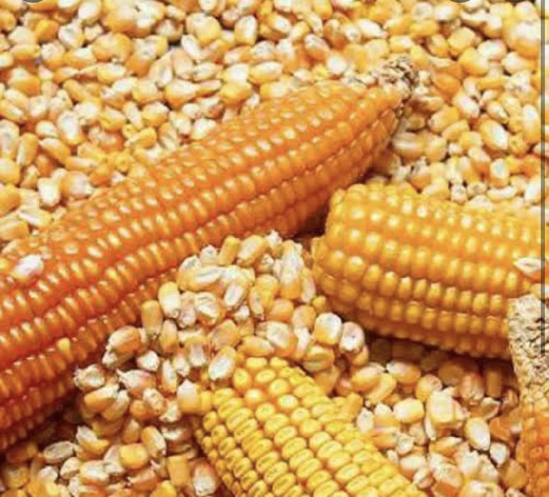 Maize animal feed