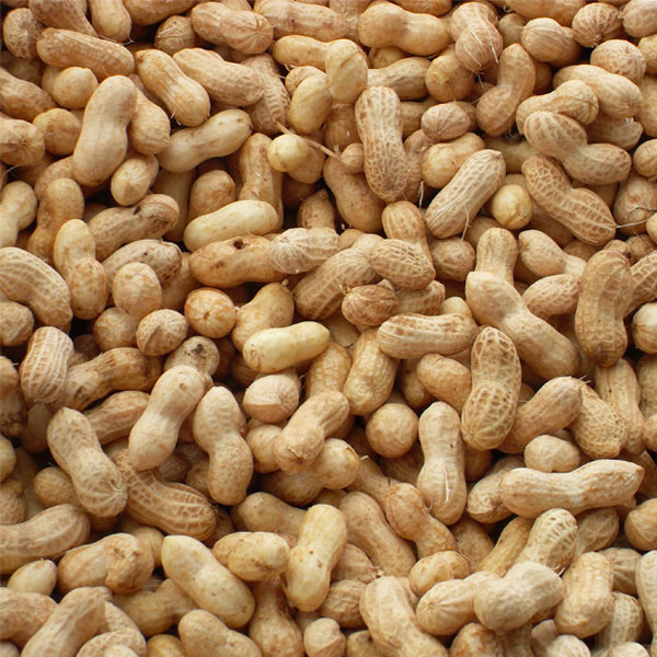 Shelled Groundnuts, for Oil, Cooking, Certification : FSSAI