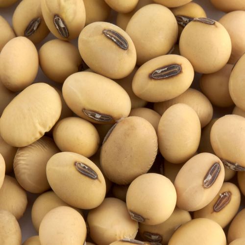Natural soybean seed, Feature : Best Quality