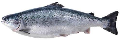 Fresh Whole Salmon Fish with Head, for Human Consumption, Feature : Good Protein