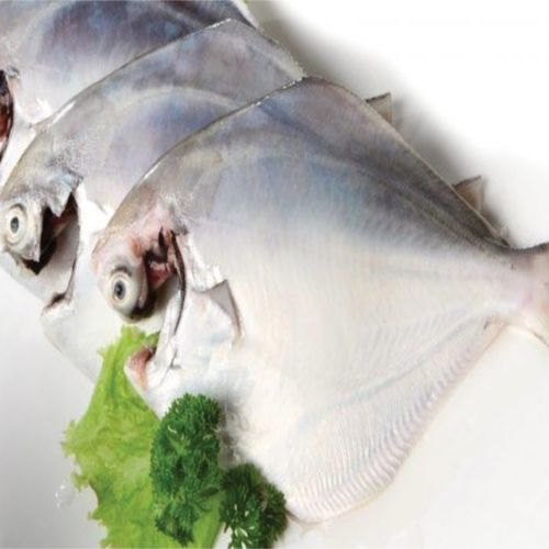 Frozen White Pomfret Fish, Packaging Type : Vacuum Pack