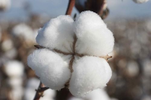 Raw Cotton Fibre