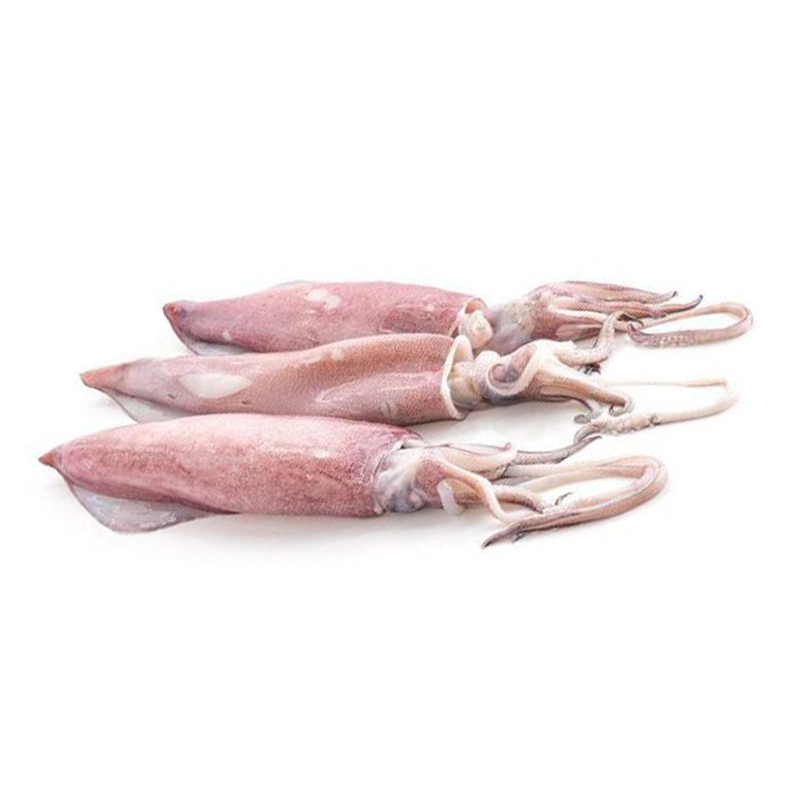 Fresh Squid, INR 200INR 300 / Kilogram by CrustAsia Seafood Trading ...