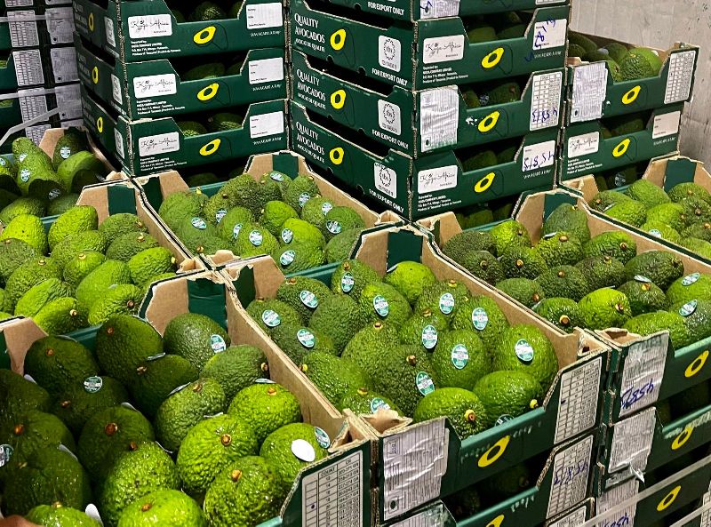 Avocado, Packaging Type : boxes