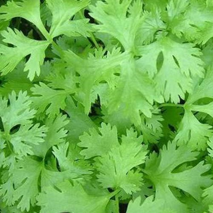 Non Organic Dehydrated Coriander Leaf, Packaging Type : Plastic Bag