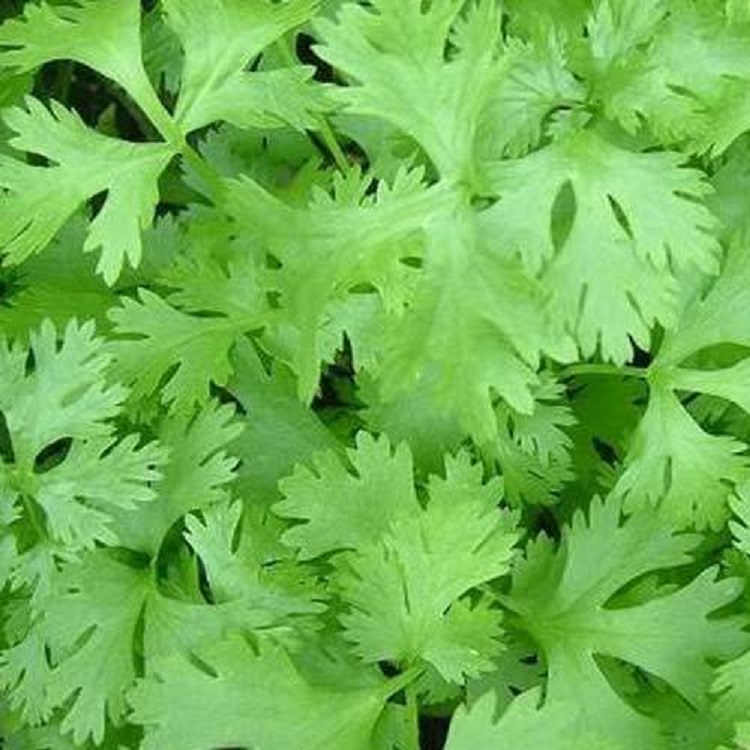 Dehydrated Coriander Leaf