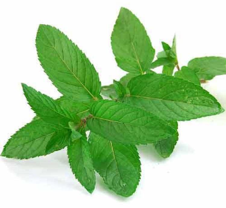 Dehydrated Mint Leaves