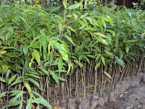 Agar Wood Plant, for Outdoor