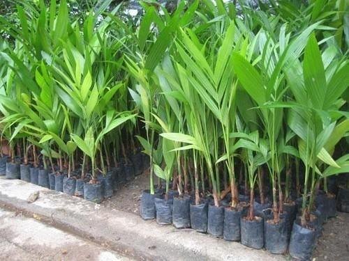 Areca Nut Plant, for Plantation