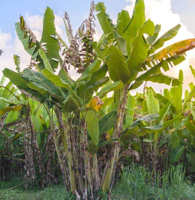 Banana Plant, for Outdoor