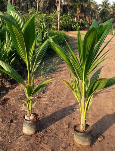 Coconut plant, for Outdoor