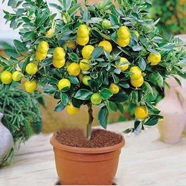 Lemon Plant, for Fruits
