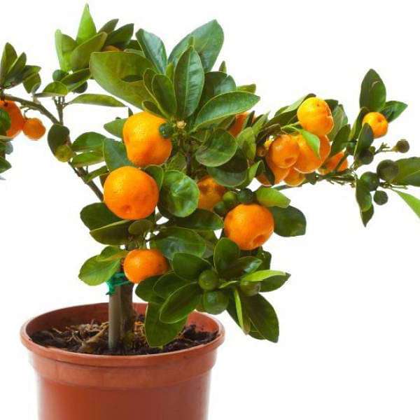 Orange plant, for Outdoor