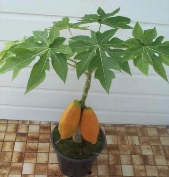 Papaya Plant, for Fruits