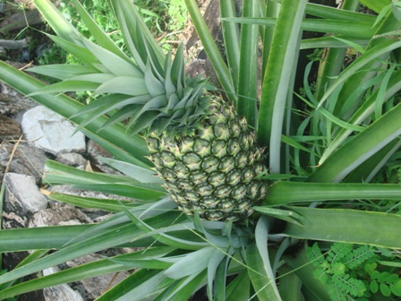 Pineapple Plant, for Fruits
