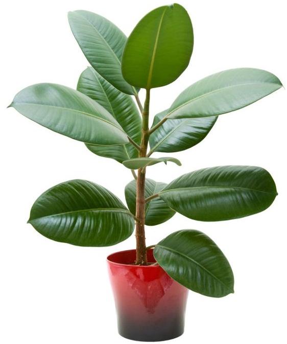Rubber Plant, for Decoration Purpose, Feature : Fast Growth