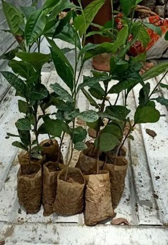 Tea Plant, for Outdoor, Packaging Type : Plastic Bag