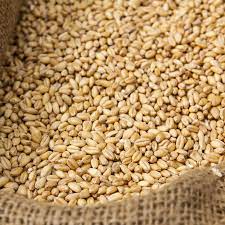 Animal Feed Wheat