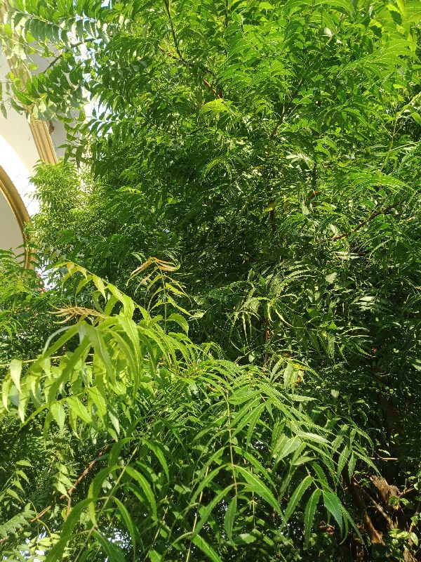Clean neem leaves, Purity : 98.5 %
