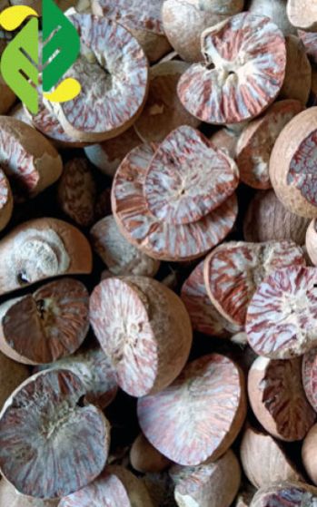 Indonesia Betel Nuts