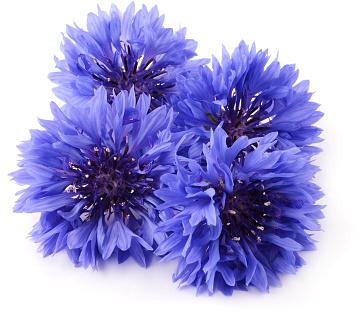 Organic Blue Cornflower Herb, Packaging Type : Container, Plastic Pouch