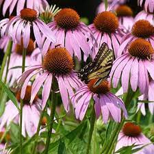 Organic Cone Flower Herb, Feature : Good For Skin, Non Harmful