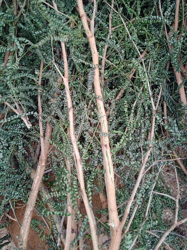 vanni tree sticks