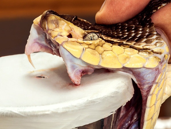 Snake venom, for Pharmacological, Purity : 99%