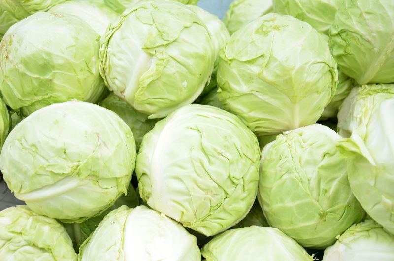 fresh cabbage