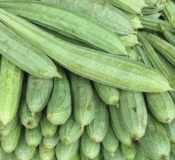 Natural Fresh Snake Gourd, for Human Consumption, Cooking, Home, Hotels, Packaging Type : Jute Bag