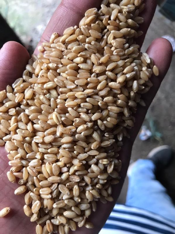 Sharbati wheat seeds 1544, for Agriculture, Packaging Type : PP Bag