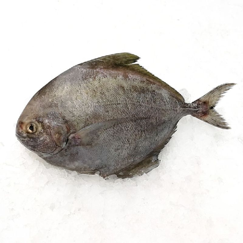 Frozen Black Pomfret Fish, Packaging Type : Thermocol Box, Thermocol Box