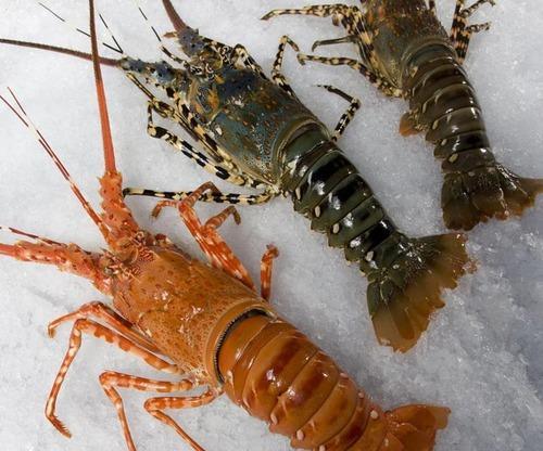 Frozen Lobster Fish, Shelf Life : 1week