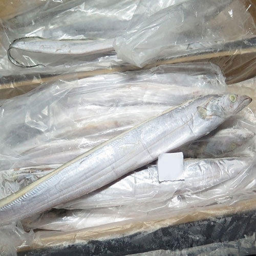 2 frozen ribbon fish, Shelf Life : 7-10 Days