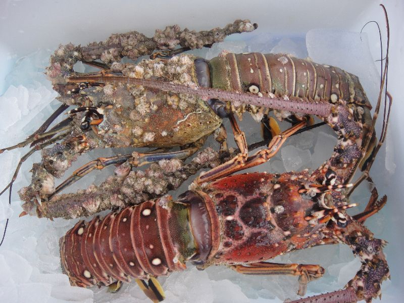 Frozen Sand Lobster Fish, Shelf Life : 1week