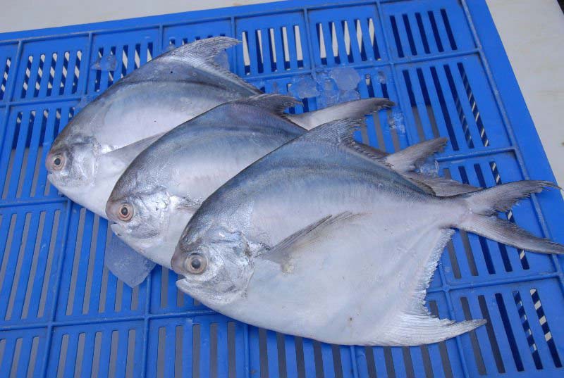 Frozen Silver Pomfret Fish, Packaging Type : Thermocol Box at Best