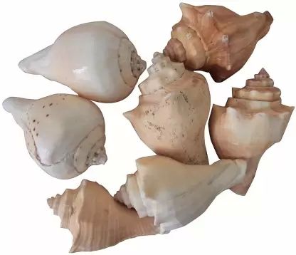 Seashell Devotional Items