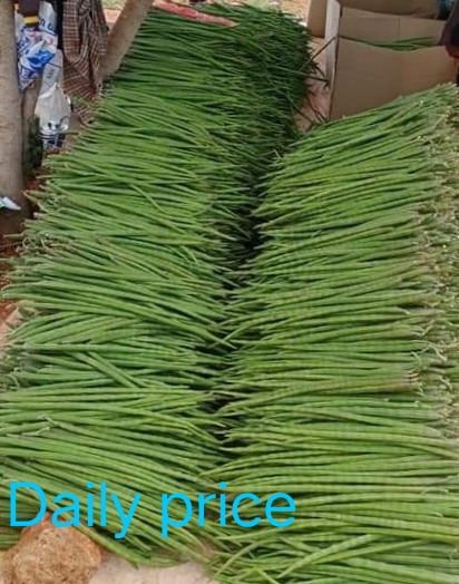 Green Natural Fresh Drumsticks, for Cosmetics, Dietary Supplements, Medicine, Packaging Type : Pe Bag