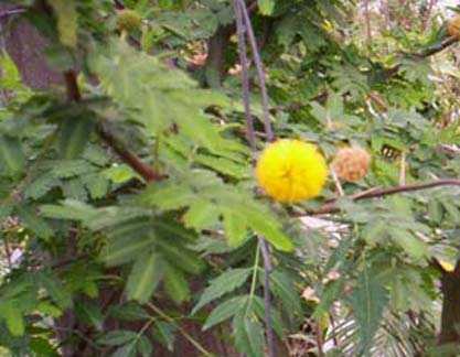 Fresh Chigonglei Flower