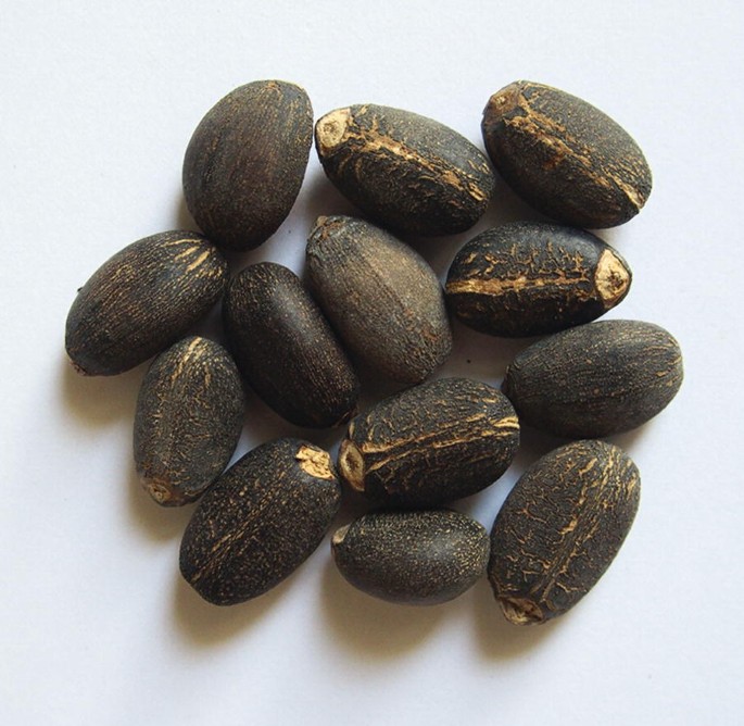 Natural jatropha seeds, for Agriculture, Cooking, Medicinal, Packaging Type : Jute Bags, Plastic Packets