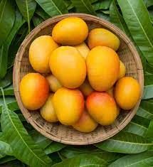 Fresh mango, Packaging Type : Jute Bag