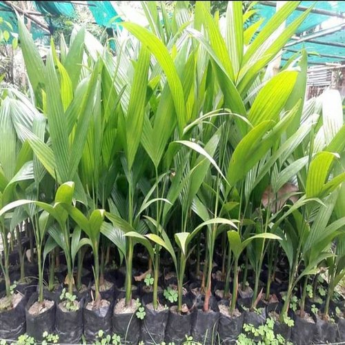 Arecanut Plant, for Plantation