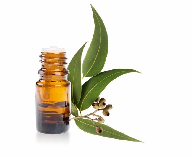 Eucalyptus Oil, for Infections, Stomach Issue, Form : Liquid